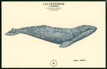  Gray Whale