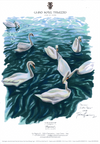 Swans on Lake Como
