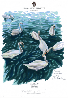  Swans on Lake Como